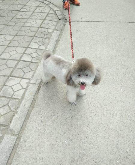 自家繁殖灰色泰迪