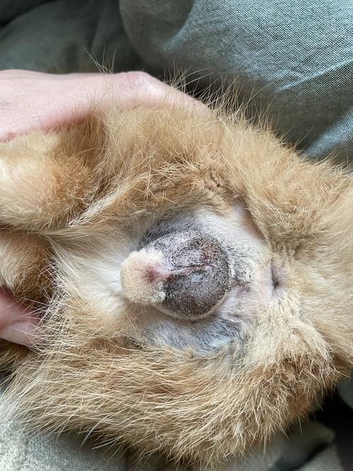 求问公猫绝育伤口为什么是这样的 有图慎入