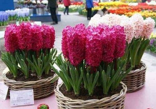 风信子什么时候开花,风信子好养吗怎么养