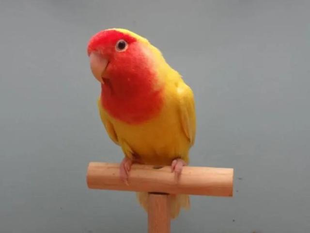 漂亮的牡丹鹦鹉又称蜡嘴鹦鹉情侣鹦鹉