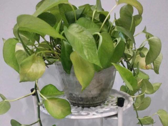 绿萝黄叶了,教你判断是什么原因,一年四季叶片绿油油