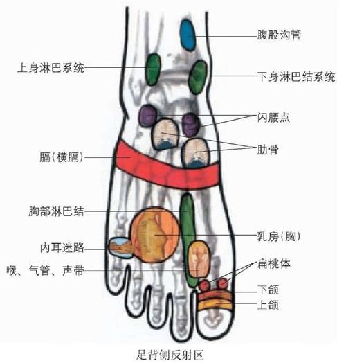 足背反射区介绍