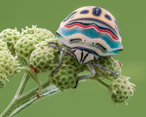 昆虫微距摄影,虫,绿花