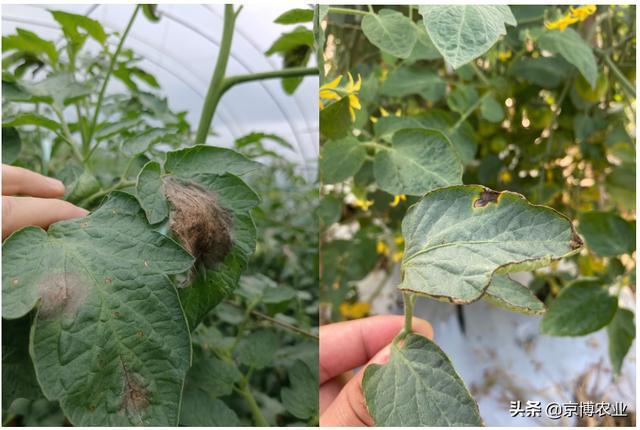 照片实例教你区分2种番茄病害早疫病晚疫病