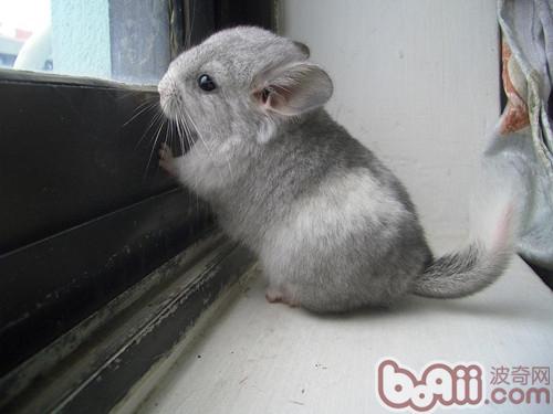 龙猫能在屋子里散养吗|-波奇网百科大全