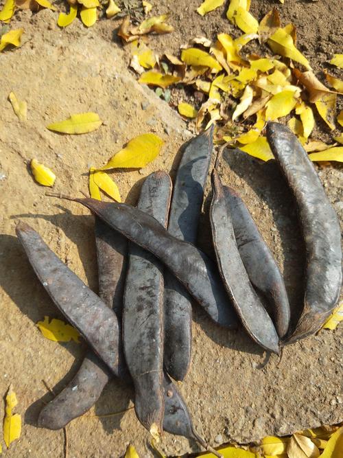 落在地上的皂角果子