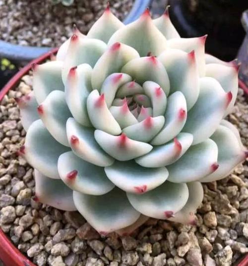 小巧可爱的"吉娃娃多肉",非常适合懒人来养,省心又省力