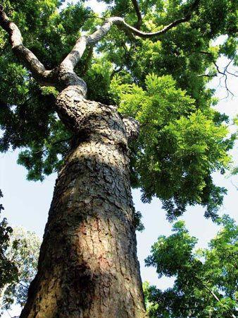 几种带铁字的木材特性