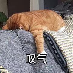 叹气表情包生活不易猫猫叹气