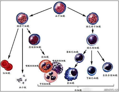 血细胞分化(图片来源:medlive.cn)