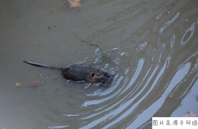 养殖户怎么才能捕捉到烦人的水耗子呢?