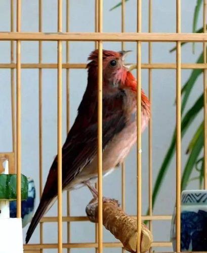 鸟友汇红麻料鸟边舞边唱