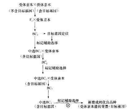分子标记辅助选择策略