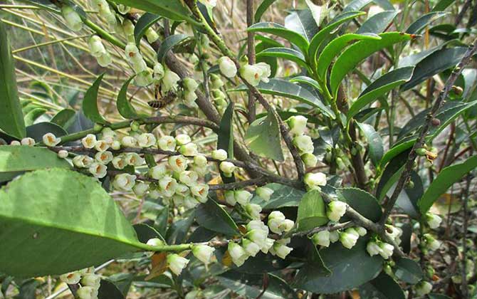 冬季有哪些主要蜜源植物?