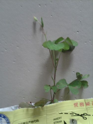 哪位知道这植物的名称,是什么科类,谢谢