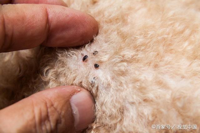 狗狗身上有跳蚤没什么大不了其实跳蚤也会致病主人该如何清除