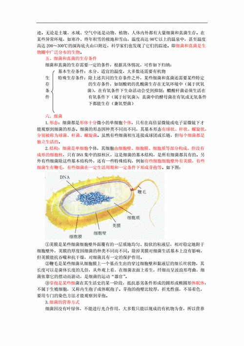2017版中考生物复习细菌,真菌和病毒知识点总结新人教