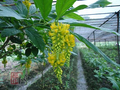 黄花远志,吊黄,倒吊黄花,黄花参,鸡仔树,吊吊黄,黄花吊水莲,观音串