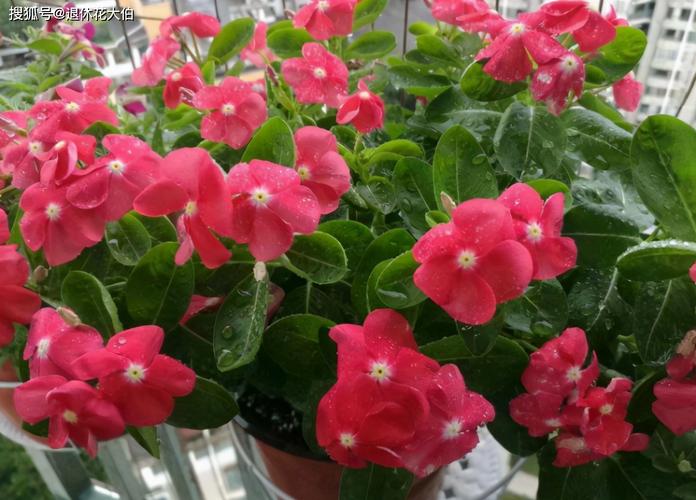 原创此花到了春天就开,名为长春花,却可四季一波接一波地开不停