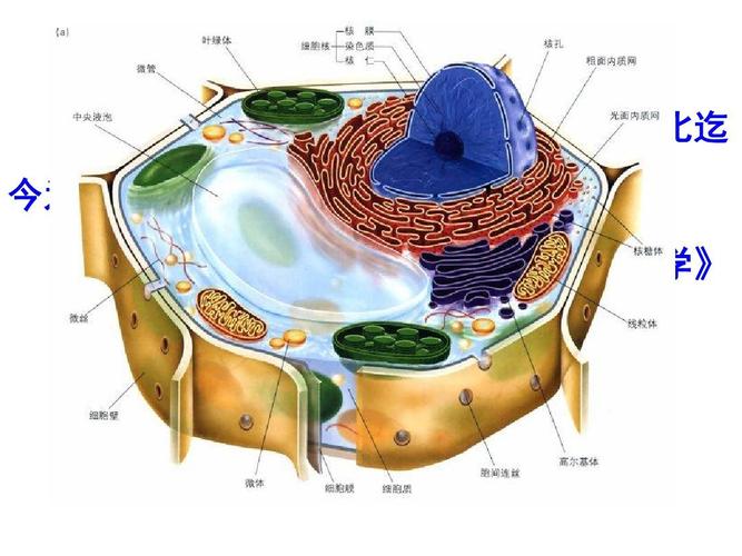 真核细胞三维结构模型制作