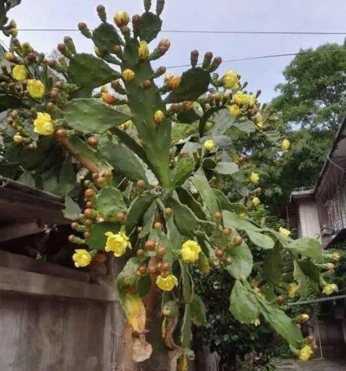 养20年的"仙人掌",长成4米高的"大树",年年开花又结果