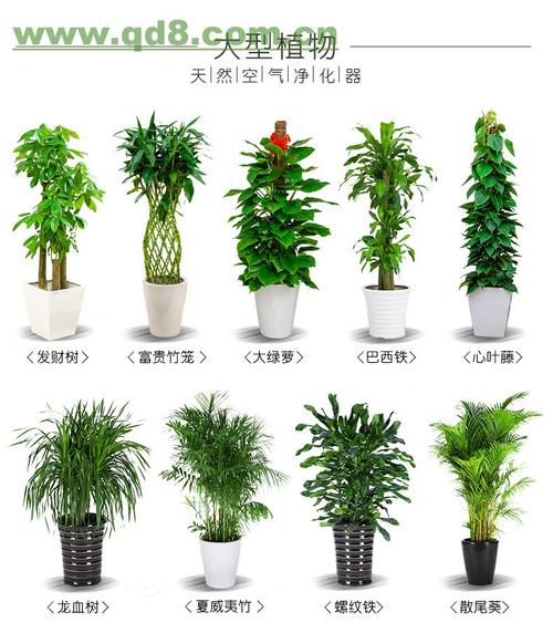 武汉光谷金融港植物出租,武汉光谷大道植物租摆,武汉室内盆栽租