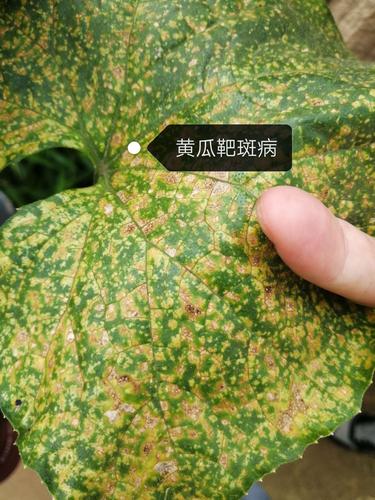 黄瓜靶斑病