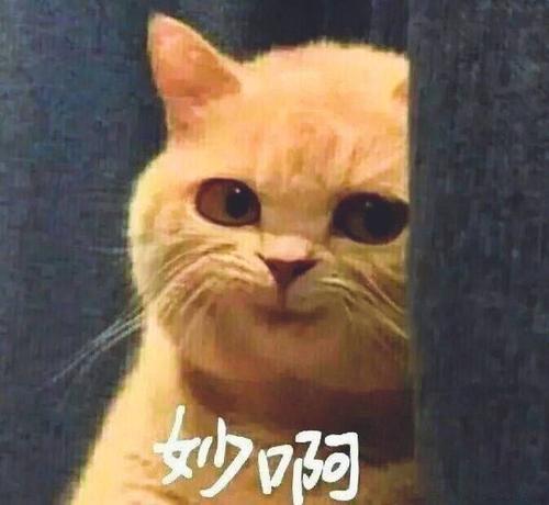 魔性 搞笑 趣味表情 斗图 恶搞 贱萌 暴走 动漫表情 表情包 聊天表情