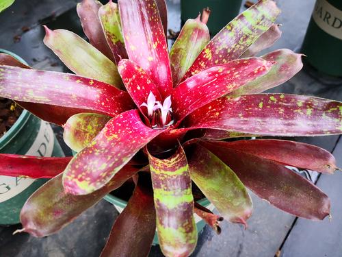 积水凤梨:一种叶片绚丽多彩,植株能盛水的陆生植物