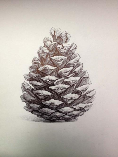 松果|纯艺术|素描|车哥zsq - 原创作品 - 站酷 (zcool)