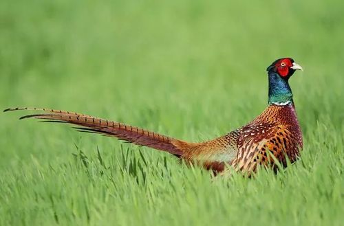 概率仅为百万分之一的野鸟,出现在新疆上空!