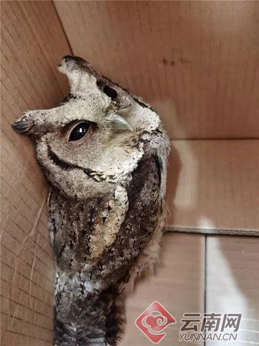 呆萌领角鸮误撞云南宣威一派出所玻璃民警及时救助放归自然