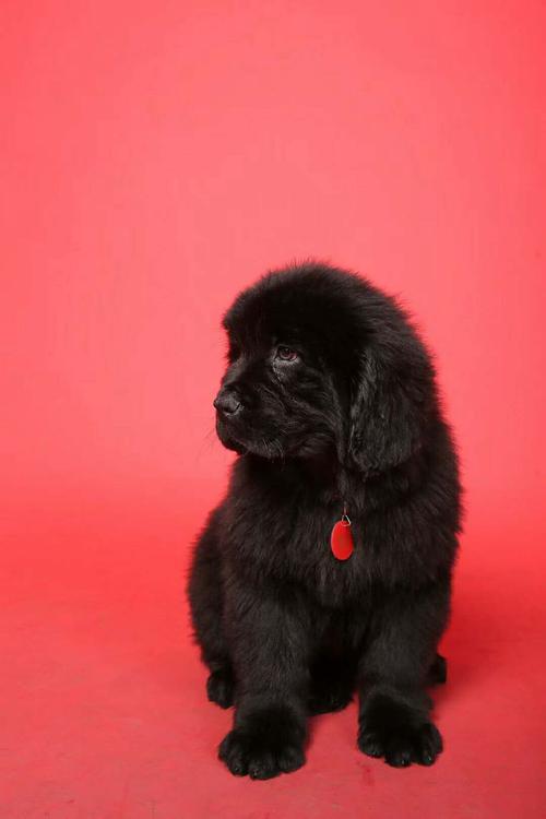 巨型纯种纽芬兰犬 大骨架纯种纽芬兰出售实体犬舍