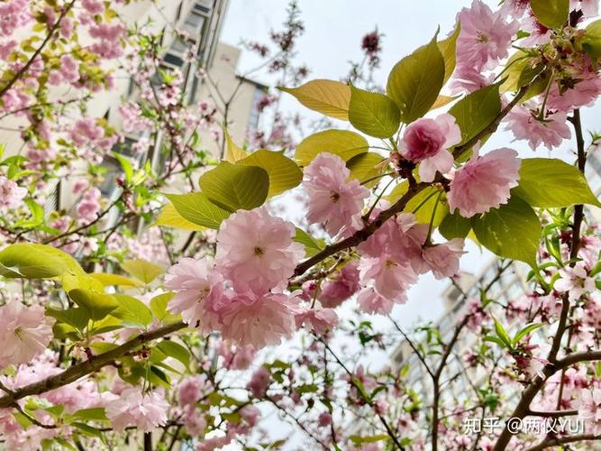 日本晚樱 蔷薇科樱属落叶乔木,著名的"八重樱" 自己拍的