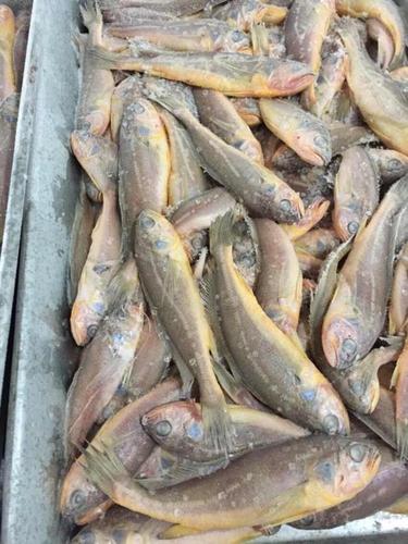 斑重唇鱼(鲤科)