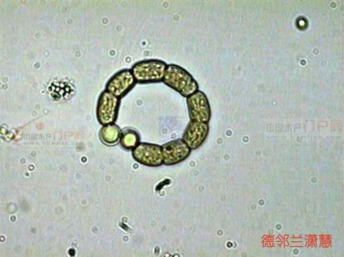 1,拟鱼腥藻 异形胞两端各一个