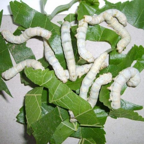 僵蚕粉 僵蚕浓缩粉