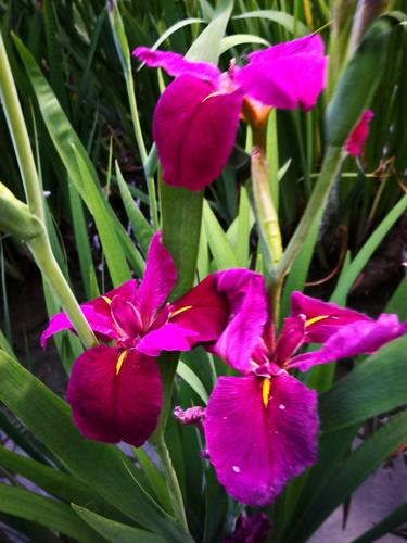 多姿多彩菖蒲花