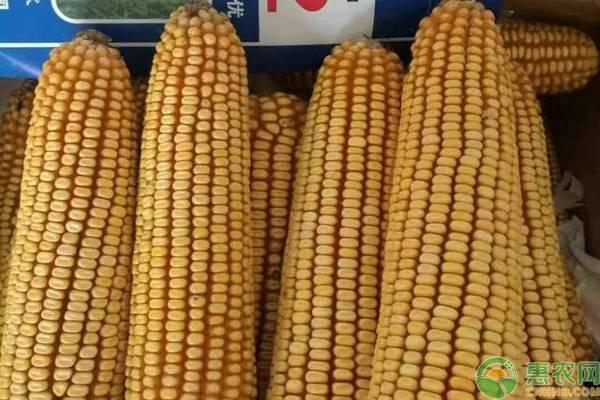 玉米新品种美豫22的特点