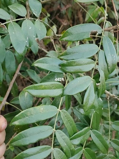 野生牛大力_煲汤_美食_美食展示