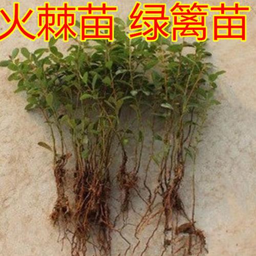 庭院盆栽绿化环境 观果盆景植物 火棘下山桩 满树红果