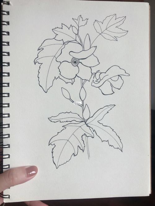 31_绘画_秋葵_简笔画_控笔_花卉_临摹_针管笔_文化_绘画