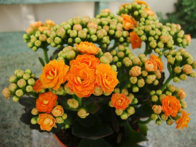 长寿花对人来说寓意长寿健康, 可是对于猫狗等宠物却完全相反!