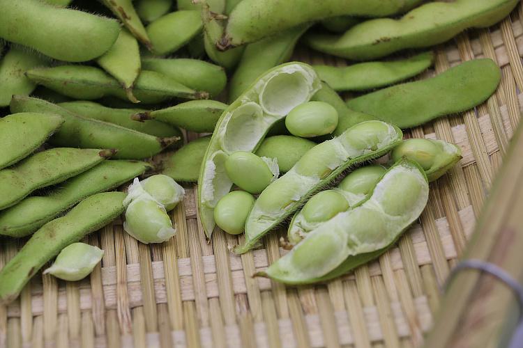 毛豆和黄豆一样吗?