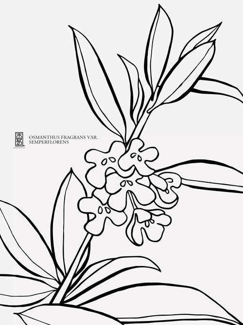 简笔画 桂花简笔画大全步骤简单的 首页 桂花树画法儿童画-在线图片