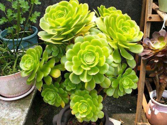 冬天养多肉法师,满足"5个条件",色美个高,棵棵长成树