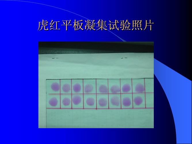虎红平板凝集试验照片