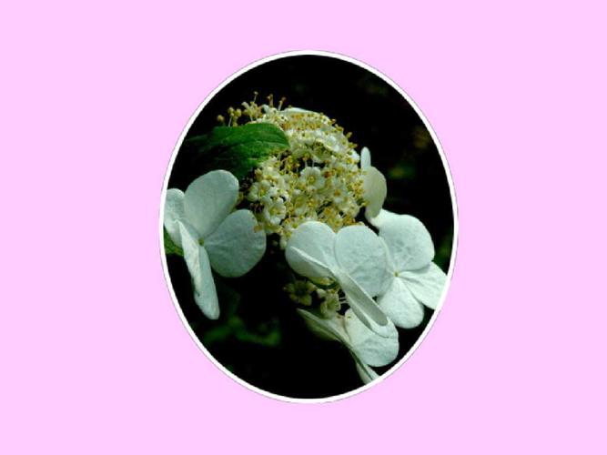 白树花