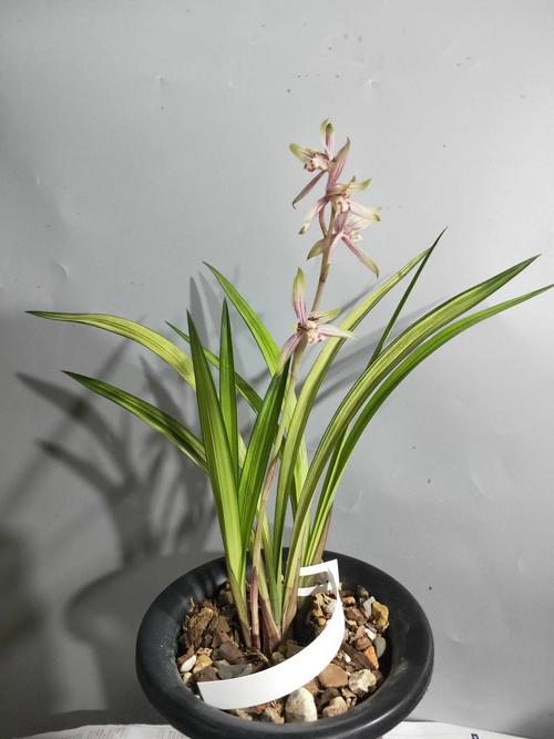 兰花 建兰 绿鸟嘴(铭品)