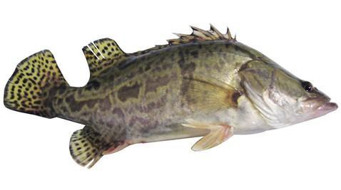 黑龙江省佳木斯市抚远县当地特产——抚远鳌花鱼